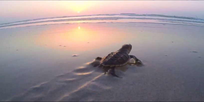 zoty中欧体育·(中国集团)官方网站