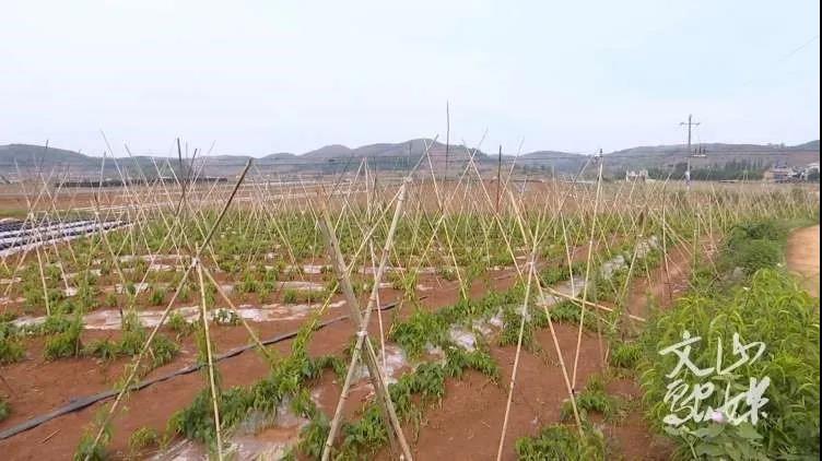 zoty中欧体育·(中国集团)官方网站